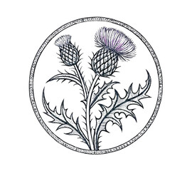 Scottish thistle vector line art in Celtic style flower 