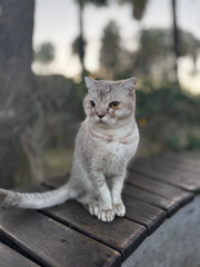 street cat walks lies down resting. High quality photo