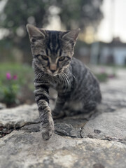 street cat walks lies down resting. High quality photo