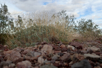 Brittlebush in the desert