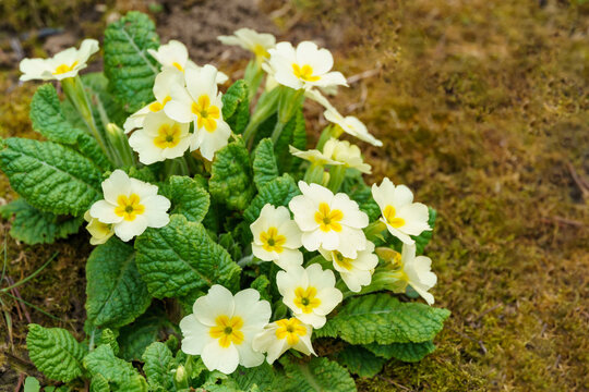 Close-up of white flowers of forest Common Primrose (Primula acaulis or primula vulgaris). Spring concept of waking nature. Selective focus.