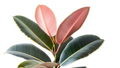 a pink and green rubber plant in a flat on a white background