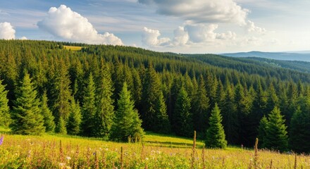 Lush green forest under bright blue sky with clouds