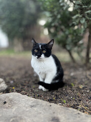 street cat walks lies down resting. High quality photo