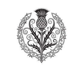 Scottish thistle vector line art in Celtic style flower 