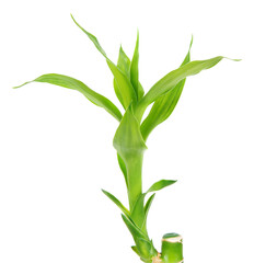 Bamboo plant close up