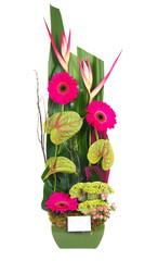 Pink flowers close up