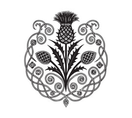Scottish thistle vector line art in Celtic style flower 