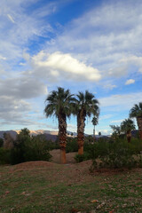 Fototapeta premium Palm trees in the desert