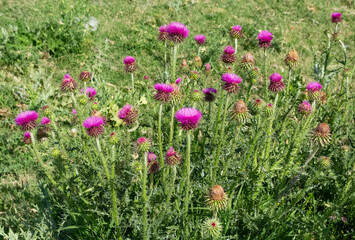 natural thorns, purple flowering thorn photos