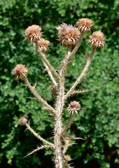 natural thorns, purple flowering thorn photos