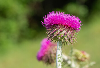 natural thorns, purple flowering thorn photos