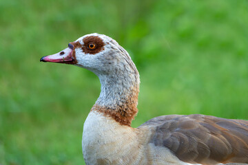 Nilgänse