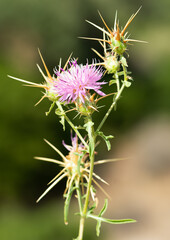 natural thorns and gorgeous thorn photos