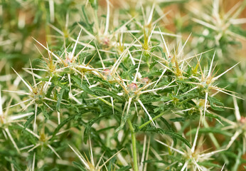 natural thorns and gorgeous thorn photos