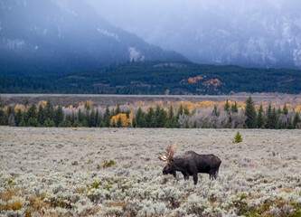 Bull Moose standing in field of sage brush.