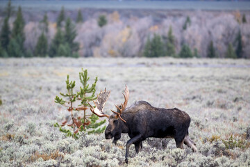 Big Bull Moose standing in field of sage brush.