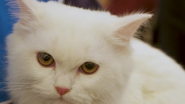 Close-Up of White Cat's Eyes as It Looks Up and Opens Its Eyes. white persian cat, portrait of a white cat
