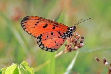 butterfly on flower
