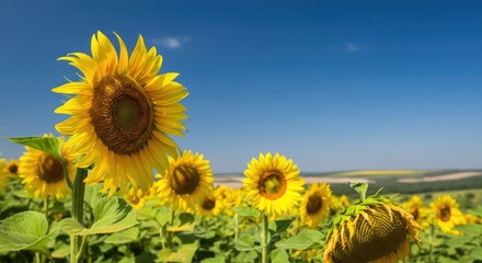 Obraz premium Sunflowers under clear blue sky in sunny field