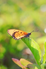 butterfly perched on a leaf