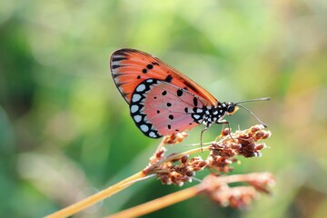butterfly on a flower