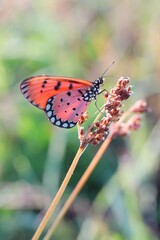 butterfly on a flower