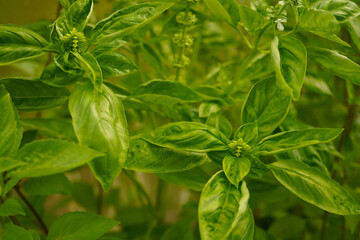 Basil leaves, from above. Also known as sweet, great or Genovese basil, Ocimum basilicum, a culinary herb in the mint family Lamiaceae. A tender plant, used in cuisines worldwide. Background. Photo.