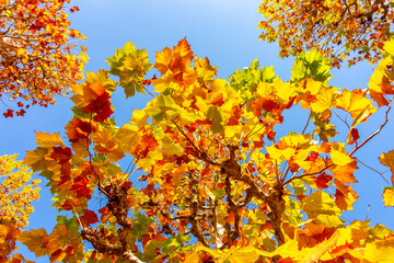 Leaves of sycamore trees in autumn in in Shinjuku Gyoen garden, Tokyo, Japan