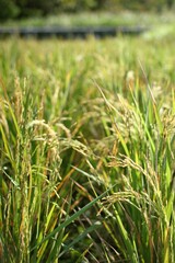 Close-Up of Vibrant Green Rice Plants in a Lush Paddy Field