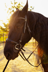 Obraz premium horse on a farm horse equestrian sport summer in the country equestrian sport stable 