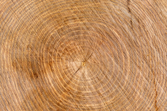 arri&egrave;re plan en bois brut, jolie texture, avec d&eacute;faut l&eacute;ger, authentique, support graphique, en transparence