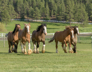 Fototapeta premium Gypsy Vanner Horse mare herd running toward us in alpine pasture