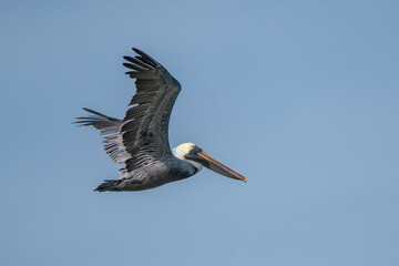pelican in flight