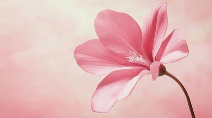 delicate pink flower against a soft pink background, evoking feelings of love and tenderness, perfect for valentine's day or wedding invitations in watercolor style