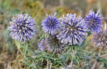 wild plants. prickly plants and flowers photos.