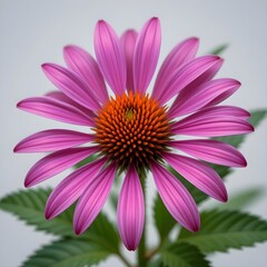 Obraz premium Close-up of Echinacea flower Photo, isolated on a white background