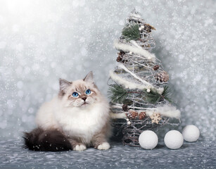 Siberian cat on snowy background in winter holidays