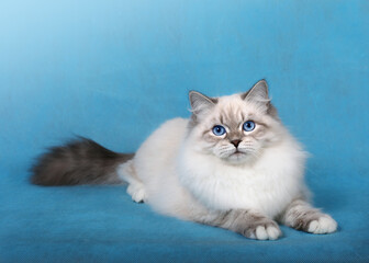 Siberian Neva cat on blue background  