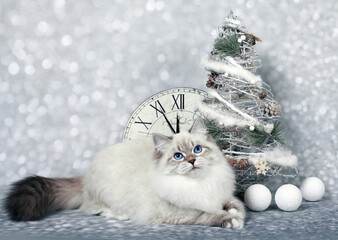 Siberian kittens on snowy background in winter holidays