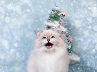 Siberian funny kitten on snowy background in winter holidays