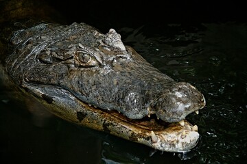 Close-up of a crocodile partially submerged in water, highlighting its textured skin, sharp teeth, and intense eye. It is interesting due to the detailed view of the reptile's features.