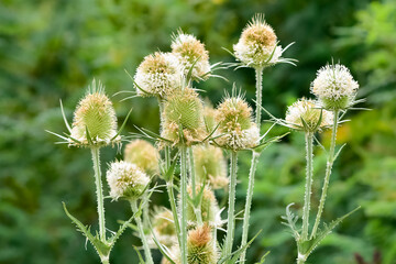 wild plants. prickly plants and flowers photos.