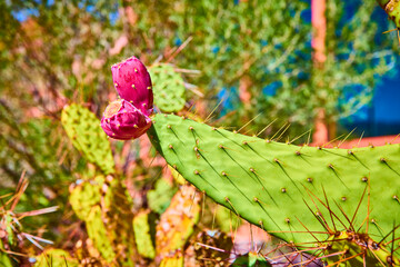 Prickly Pear Cactus with Magenta Fruit Close-Up in Desert Light