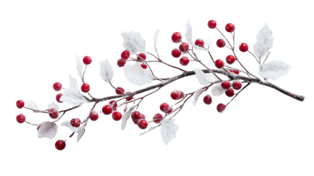 Snow-covered tree branch with red berries, transparent background