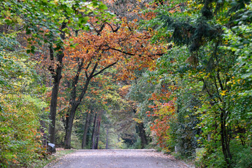 herbst auf dem waldfriedhof mainz-mombach