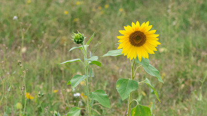 yellow flowers, agricultural products. photos of sunflowers.