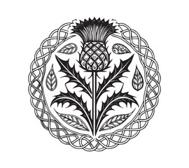 Scottish thistle vector line art in Celtic style flower 