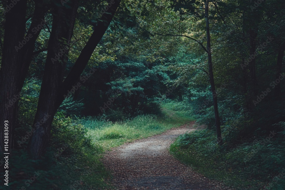 Poster a winding dirt path surrounded by trees and foliage in a dense forest