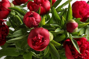 Beautiful bouquet of red peony flowers, closeup